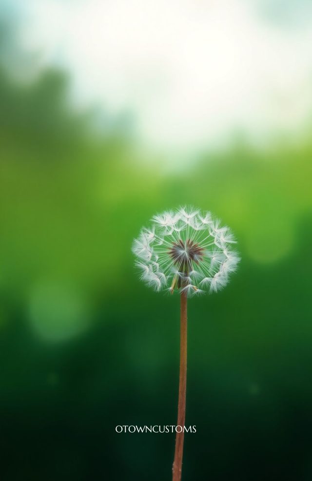 Minimalist Floral Dandelion Seed