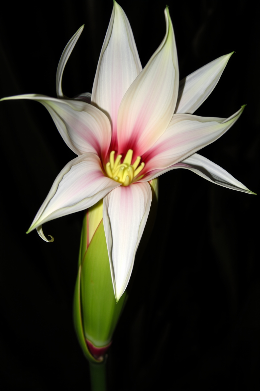 Velvet bloom